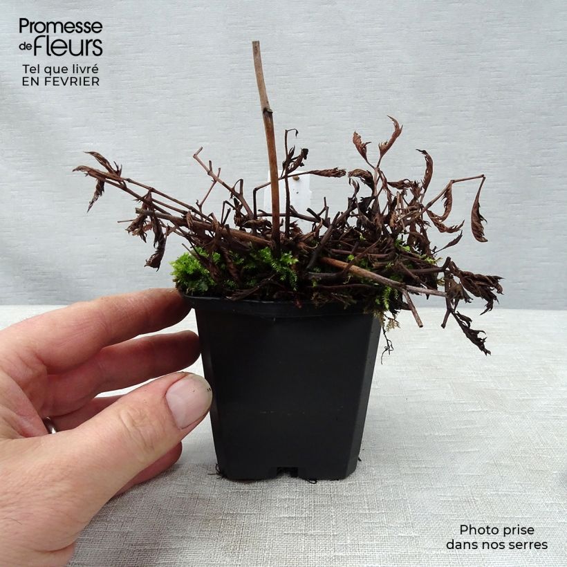 Exemplar von Astilbe crispa Perkeo - Prachtspiere Kleine Töpfe von 8/9 cm wie im Winter geliefert