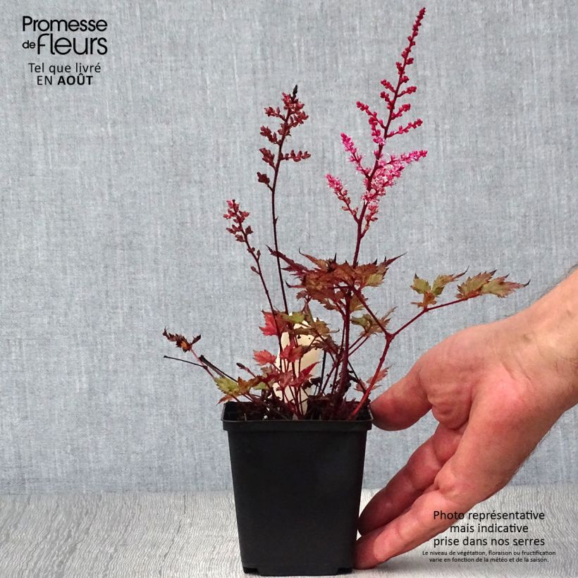 Exemplar von Astilbe japonica Delft Lace - Prachtspiere Kleine Töpfe von 8/9 cm wie im Sommer geliefert