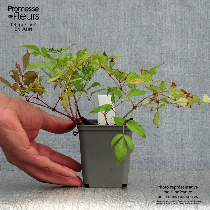 Exemplar von Astilbe japonica Deutschland - Prachtspiere Kleine Töpfe von 8/9 cm wie im Sommer geliefert