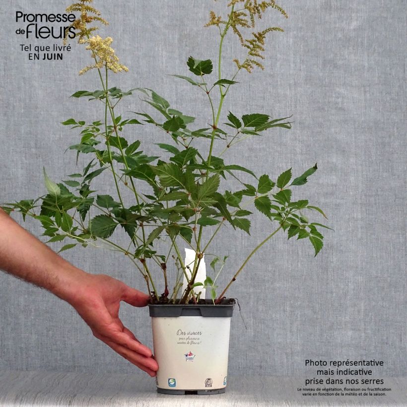 Exemplar von Astilbe japonica Deutschland - Prachtspiere Topf mit 2L/3L wie im Sommer geliefert