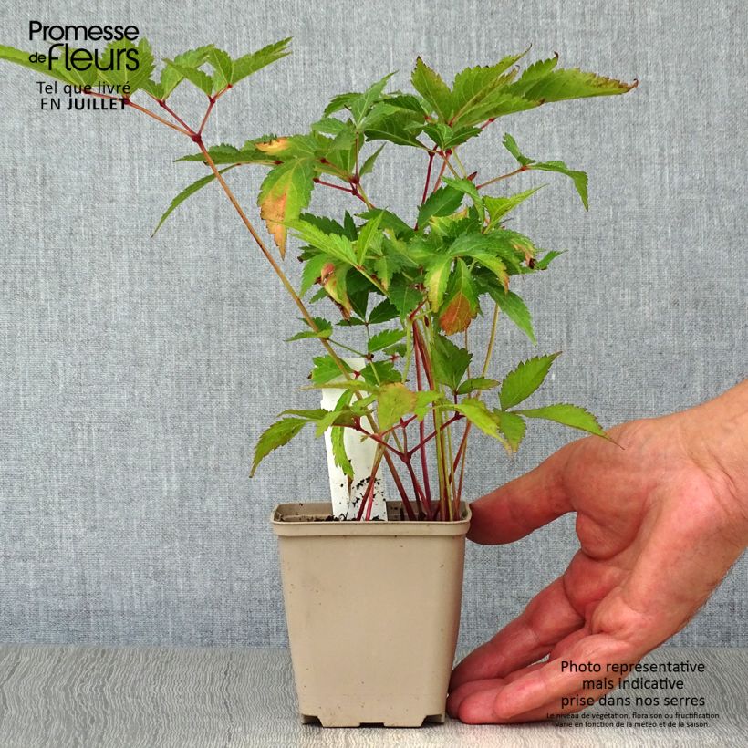 Exemplar von Astilbe japonica Peach Blossom - Prachtspiere Kleine Töpfe von 8/9 cm wie im Sommer geliefert