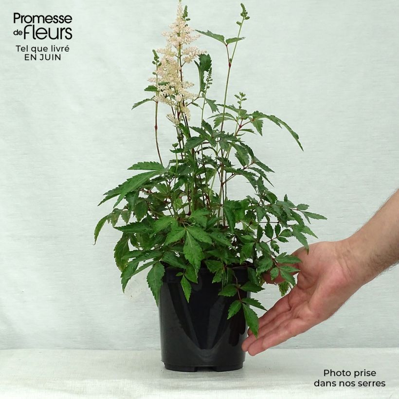 Exemplar von Astilbe japonica Peach Blossom - Prachtspiere Topf mit 1,5L/2L wie im Sommer geliefert