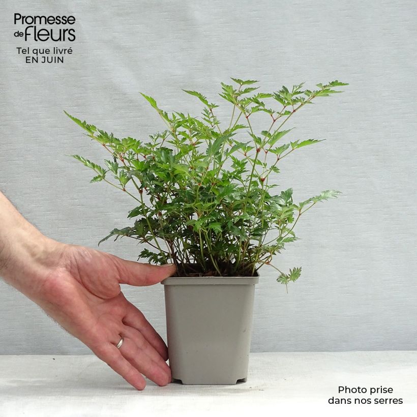 Exemplar von Astilbe simplicifolia Hennie Graafland - Prachtspiere Kleine Töpfe von 8/9 cm wie im Sommer geliefert