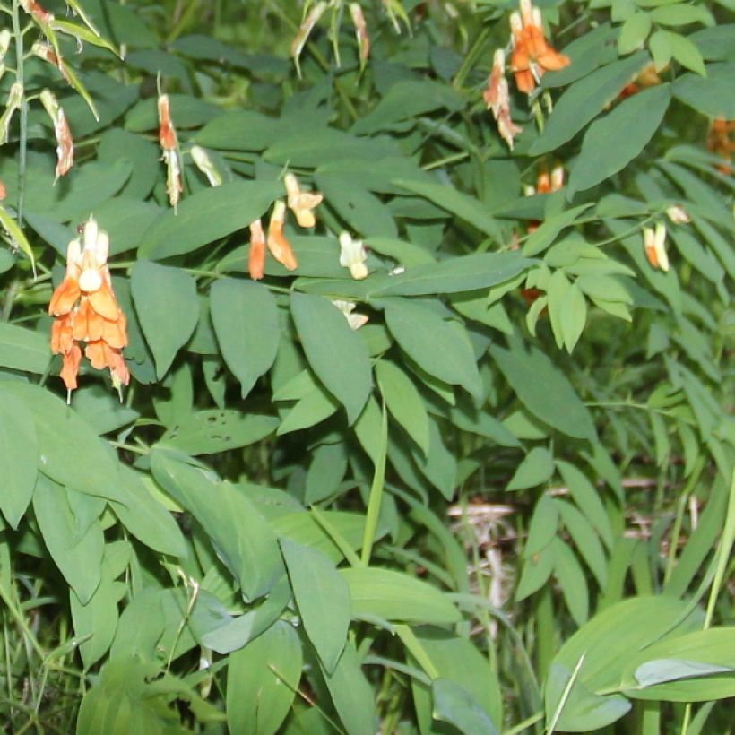Astragalus glycyphyllos - Süßer Tragant (Laub)
