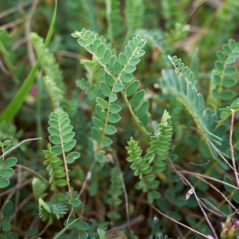 Astragalus monspessulanus - Französischer Tragant (Laub)
