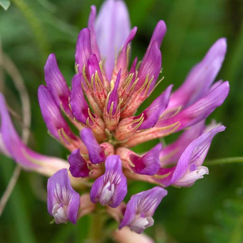 Astragalus monspessulanus - Französischer Tragant (Blüte)
