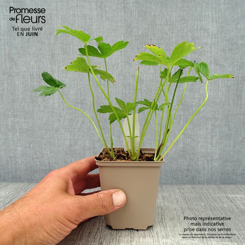 Exemplar von Astrantia major Alba - Sterndolde Kleine Töpfe von 8/9 cm wie im Sommer geliefert