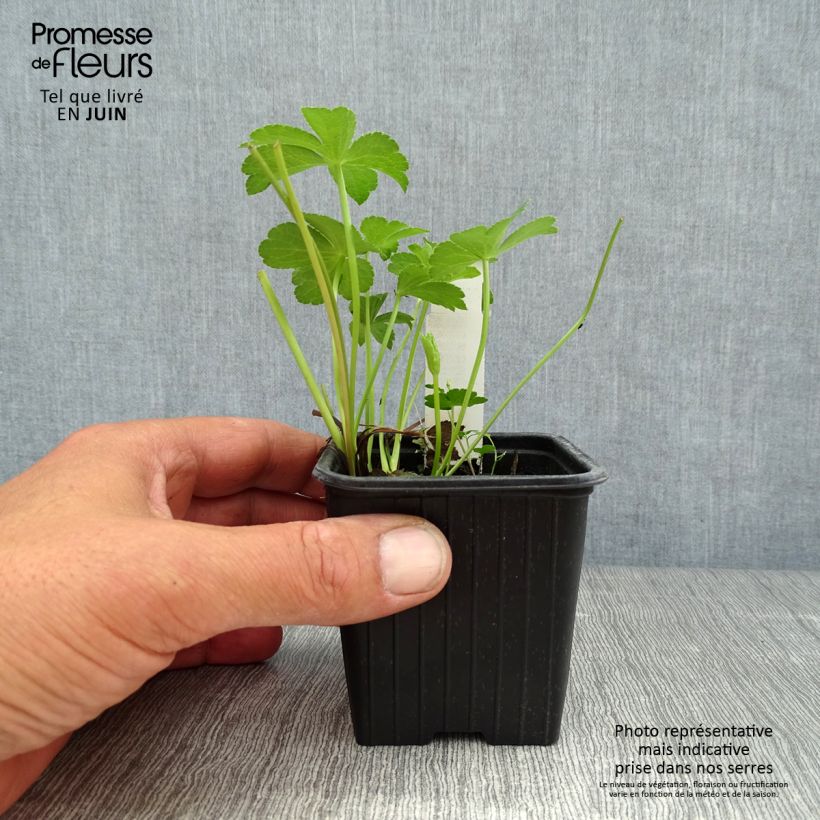 Exemplar von Astrantia Buckland - Sterndolde Kleine Töpfe von 8/9 cm wie im Sommer geliefert