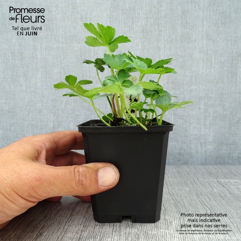 Exemplar von Astrantia Primadonna - Sterndolde Kleine Töpfe von 8/9 cm wie im Sommer geliefert
