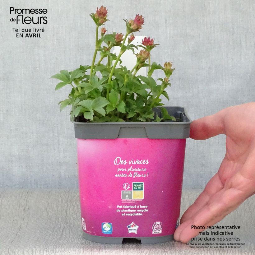 Exemplar von Astrantia Roma - Sterndolde Topf mit 2L/3L wie im Frühjahr geliefert