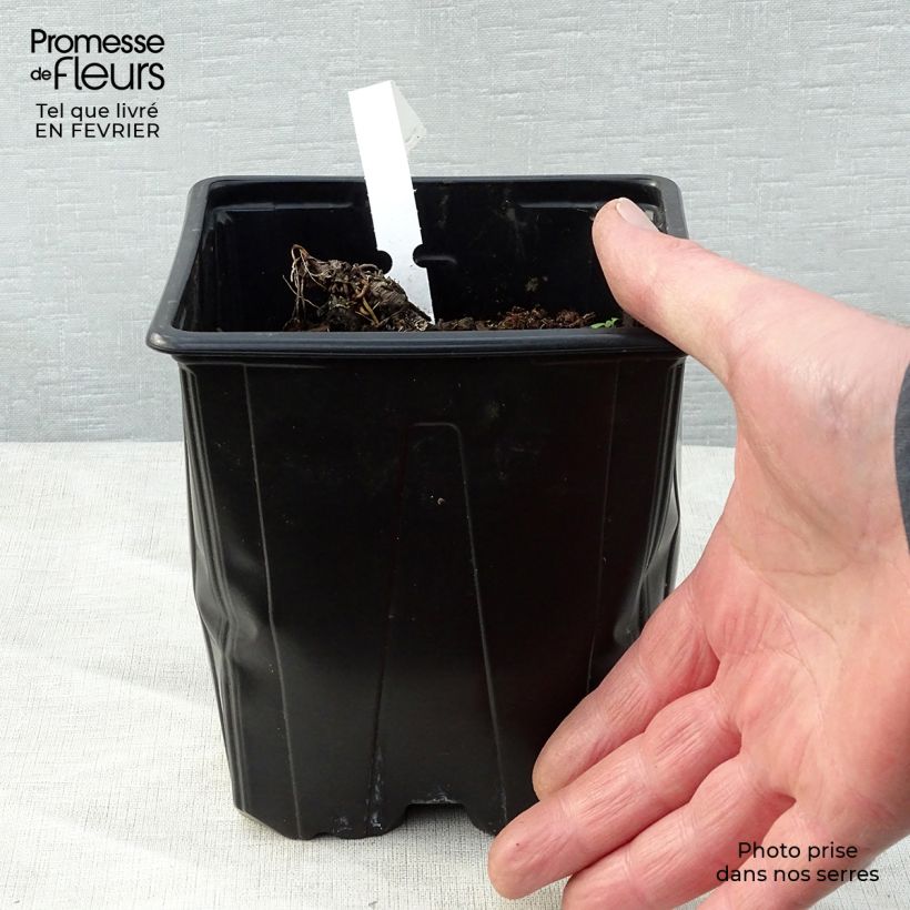 Exemplar von Astrantia major - Große Sterndolde Topf mit 2L/3L wie im Winter geliefert