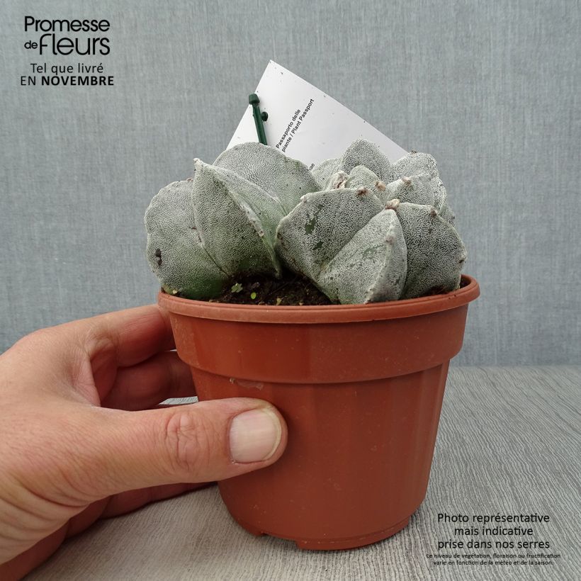 Exemplar von Astrophytum myriostigma - Bischofsmütze Topf 12 cm / 13 cm wie im Herbst geliefert