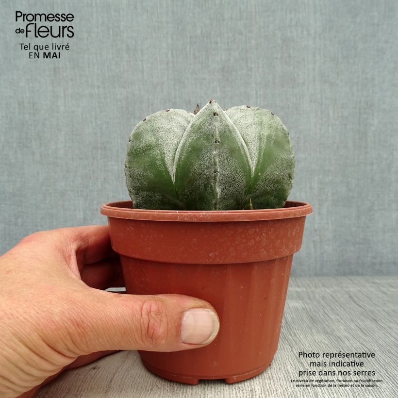 Exemplar von Astrophytum myriostigma - Bischofsmütze Topf 12 cm / 13 cmGelieferte Höhe ca. 5cm wie im Frühjahr geliefert