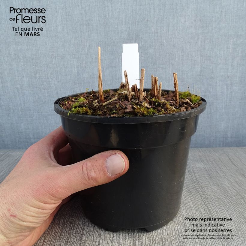 Exemplar von Athyrium niponicum var. pictum Ghost - Regenbogenfarn Topf mit 2L/3L wie im Winter geliefert