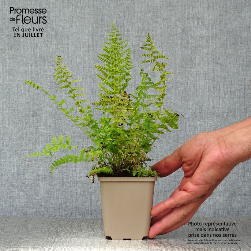 Exemplar von Athyrium filix-femina - Wald-Frauenfarn Kleine Töpfe von 8/9 cm wie im Sommer geliefert