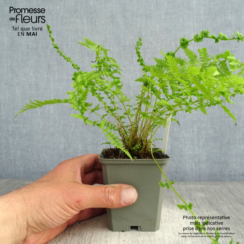 Exemplar von Athyrium filix-femina Frizelliae - Wald-Frauenfarn Kleine Töpfe von 8/9 cm wie im Frühjahr geliefert
