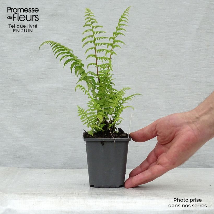 Exemplar von Athyrium filix-femina Rotstiel - Wald-Frauenfarn Kleine Töpfe von 8/9 cm wie im Sommer geliefert
