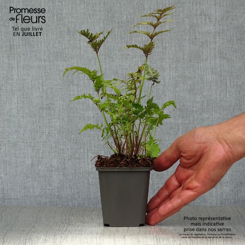 Exemplar von Athyrium niponicum Pewter Lace - Regenbogenfarn Kleine Töpfe von 8/9 cm wie im Sommer geliefert