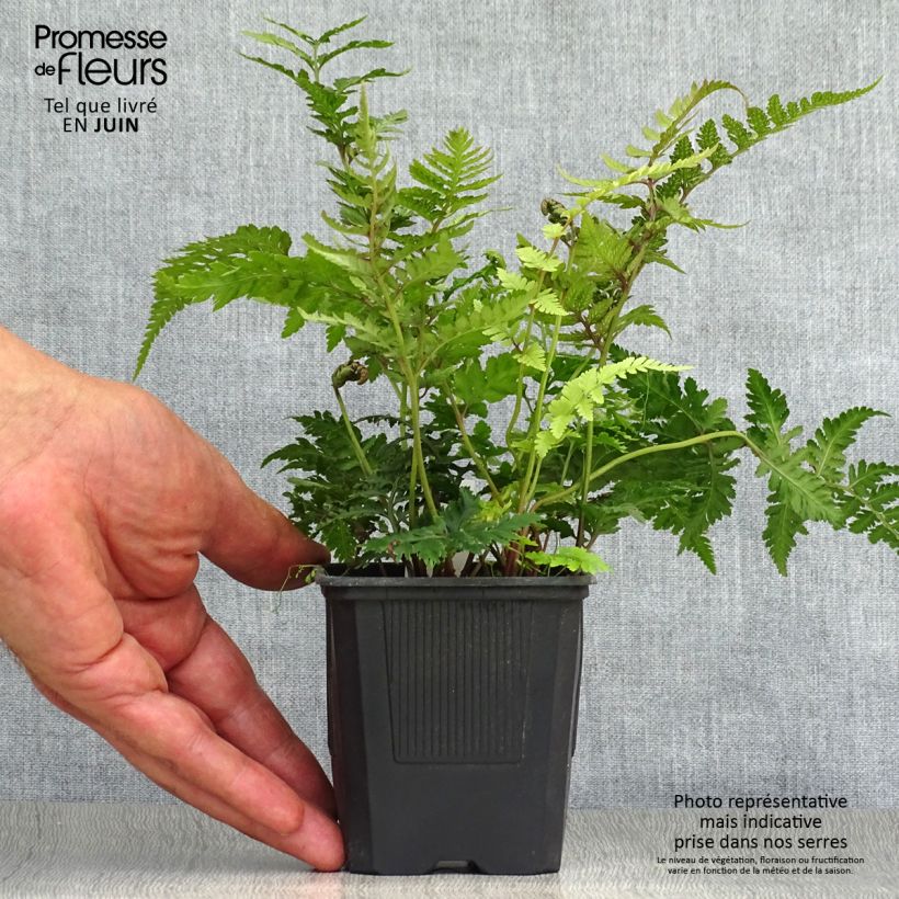 Exemplar von Athyrium niponicum var. pictum - Regenbogenfarn Kleine Töpfe von 8/9 cm wie im Sommer geliefert