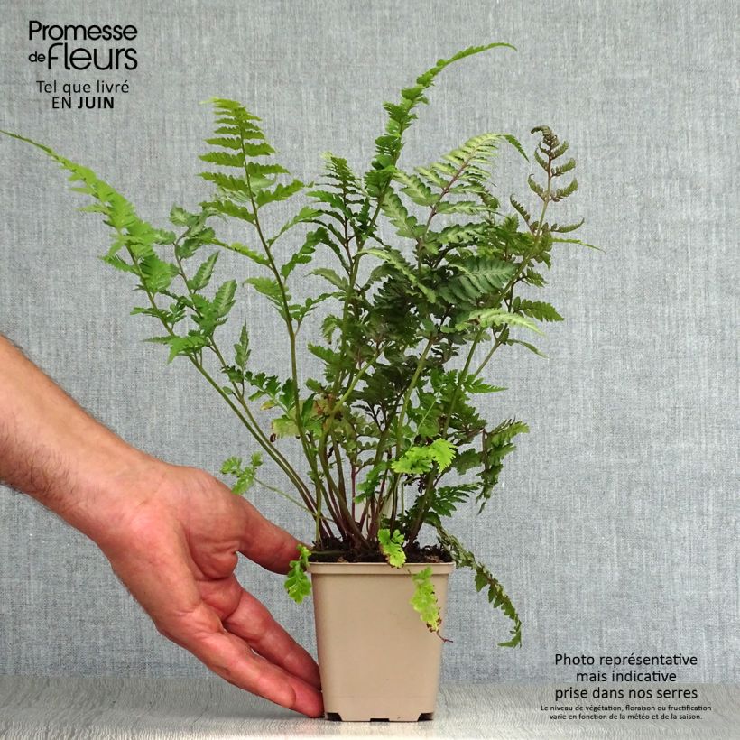 Exemplar von Athyrium niponicum var. pictum Red Beauty - Regenbogenfarn Kleine Töpfe von 8/9 cm wie im Sommer geliefert