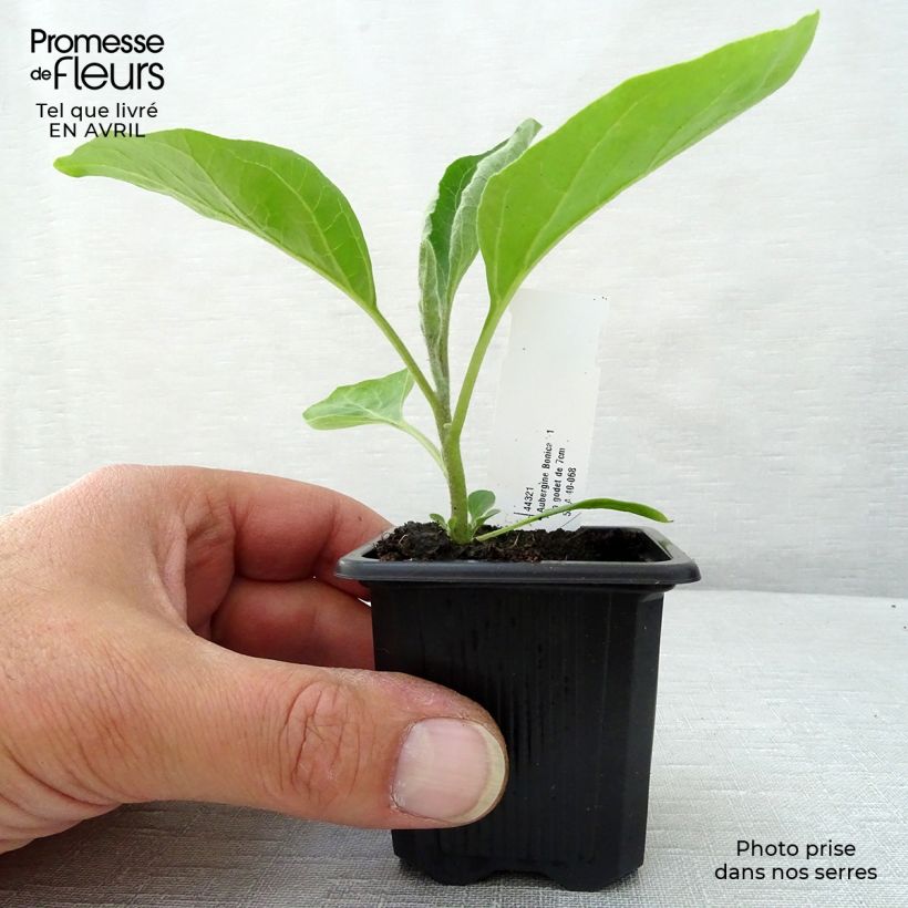 Exemplar von Aubergine Baluroi F1 Kleine Töpfe von 7/8 cm wie im Frühjahr geliefert