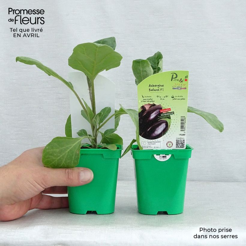 Exemplar von Aubergine Baluroi F1 Topf 10 cm/11cm wie im Frühjahr geliefert