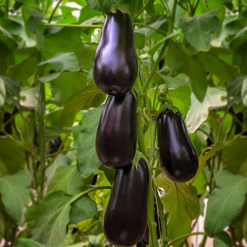 Aubergine Black Beauty AB Bio (Hafen)