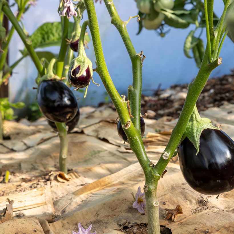 Aubergine Bonica (Hafen)