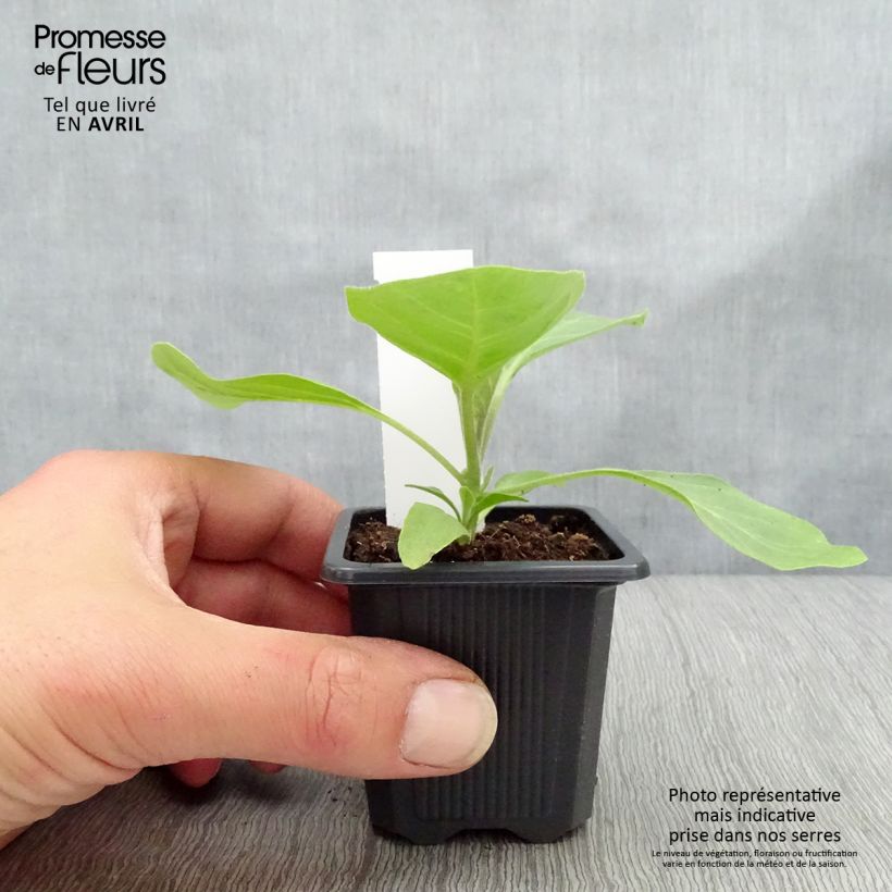 Exemplar von Aubergine Bonica F1 Kleine Töpfe von 7/8 cm wie im Winter geliefert