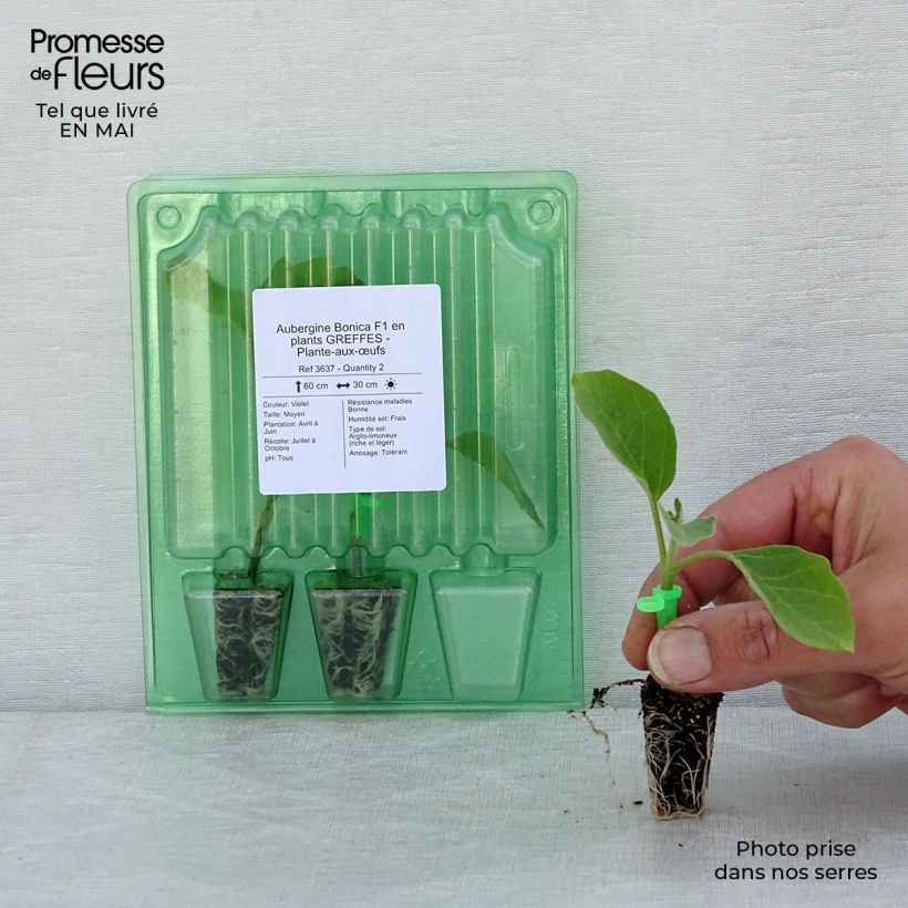 Exemplar von Aubergine Bonica (Veredelte Aubergine) Mini-Plug Ø 1,5/2,5 cm wie im Frühjahr geliefert