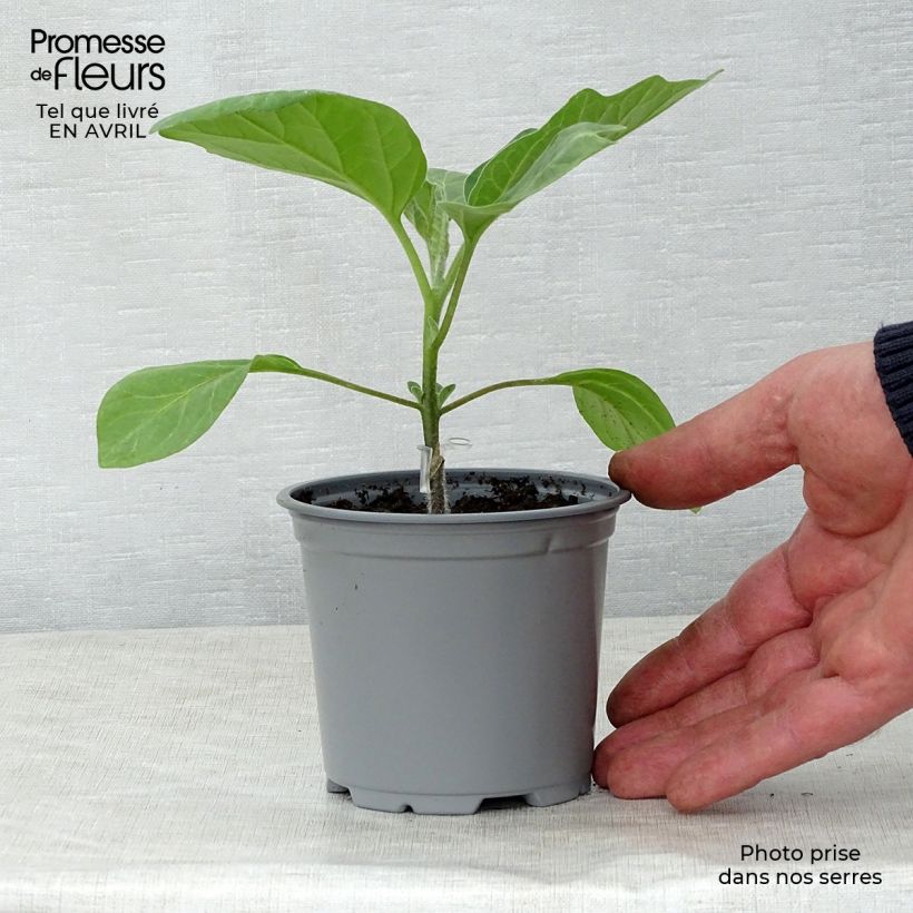 Exemplar von Aubergine Bonica (Veredelte Aubergine) Kleine Töpfe von 8/9 cm wie im Frühjahr geliefert