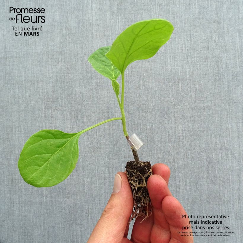Exemplar von Aubergine Clara F1 Bio (Veredelte Aubergine) Mini-Plug Ø 1,5/2,5 cm wie im Frühjahr geliefert