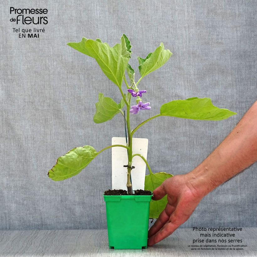 Exemplar von Aubergine Clara F1 (Veredelte Aubergine) Kleine Töpfe von 8/9 cm wie im Frühjahr geliefert