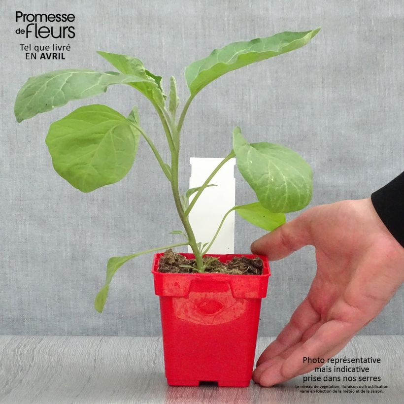 Exemplar von Aubergine Classic hybrid F1 Topf 10 cm/11cm wie im Frühjahr geliefert