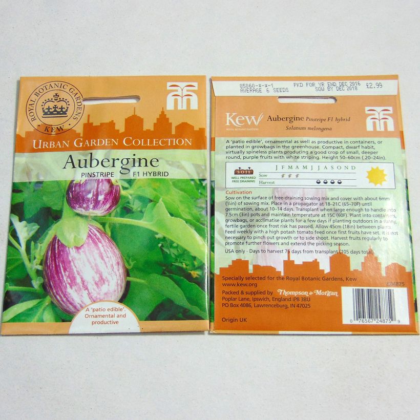 Beispiel eines Exemplars von Aubergine Pinstripe die Tüte mit 6 Samen wie geliefert
