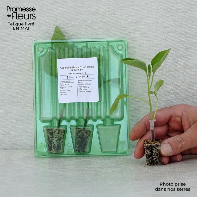 Exemplar von Aubergine Rania F1 (Veredelte Aubergine) Mini-Plug Ø 3/4 cm wie im Frühjahr geliefert