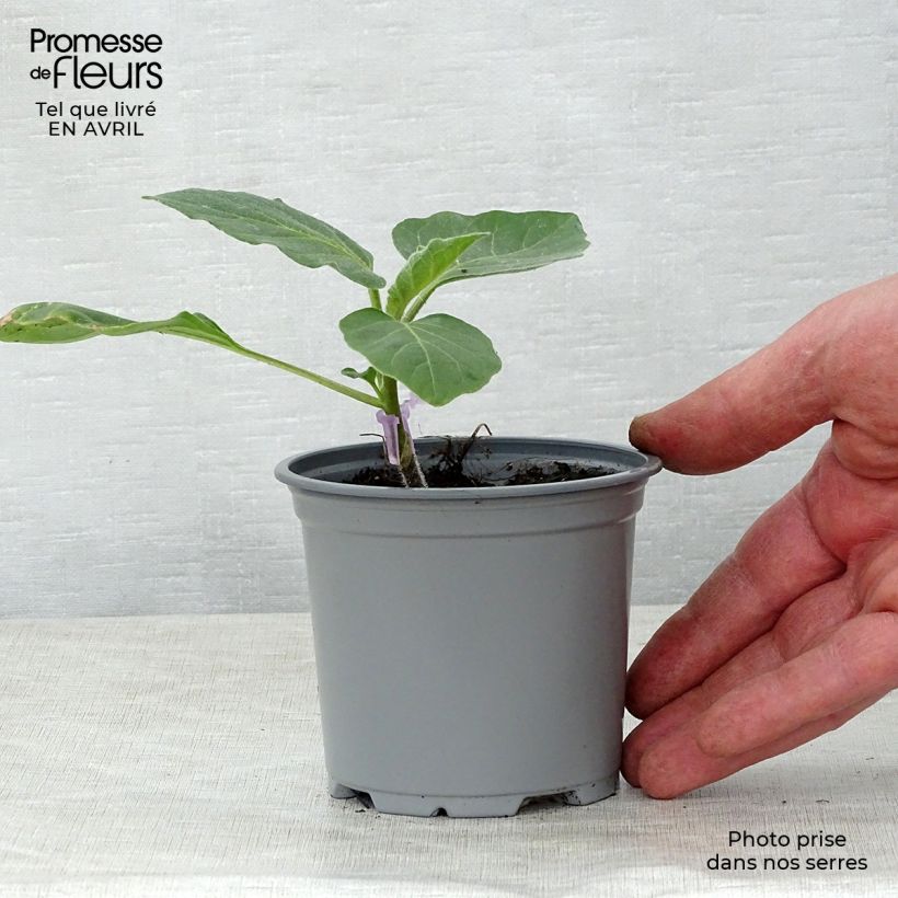 Exemplar von Aubergine Rania F1 (Veredelte Aubergine) Kleine Töpfe von 8/9 cm wie im Frühjahr geliefert