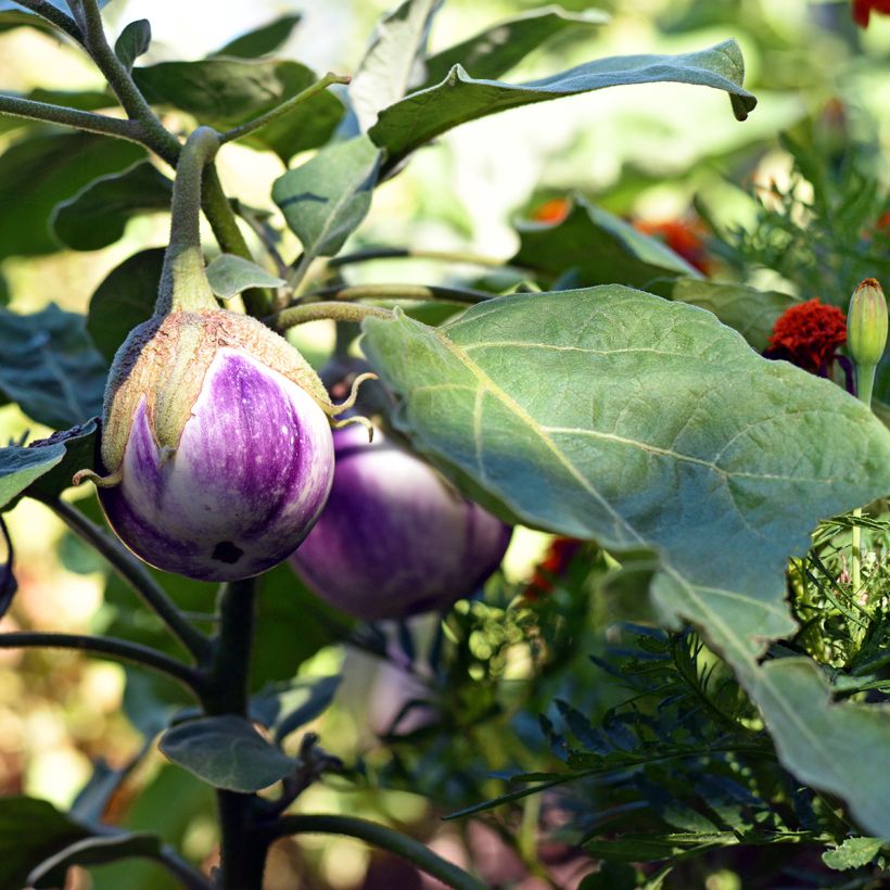 Aubergine Aubergine Rotonda Bianca Sfumata Di Rosa Bio (Hafen)