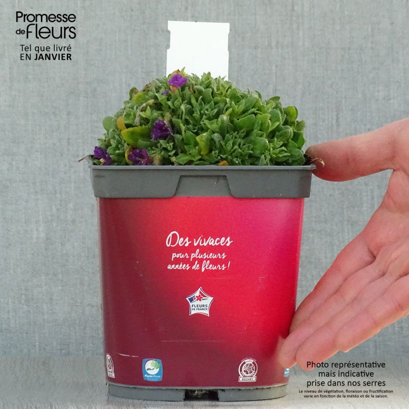 Exemplar von Blaukissen Rose-Red - Aubrieta Topf mit 2L/3L wie im Winter geliefert