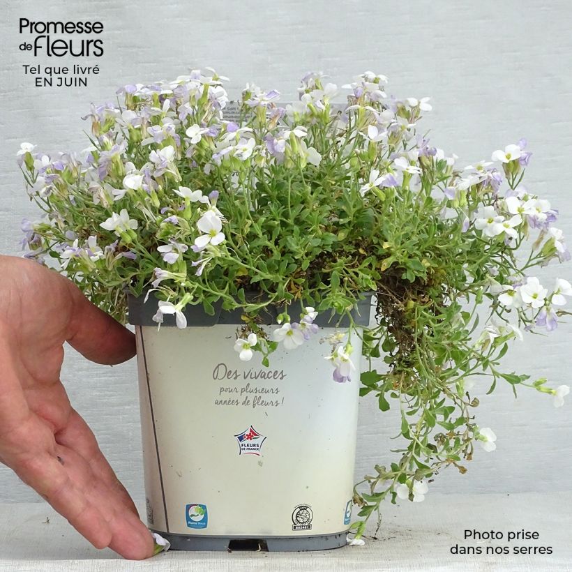 Exemplar von Blaukissen Kitte White - Aubrieta Topf mit 2L/3L wie im Sommer geliefert
