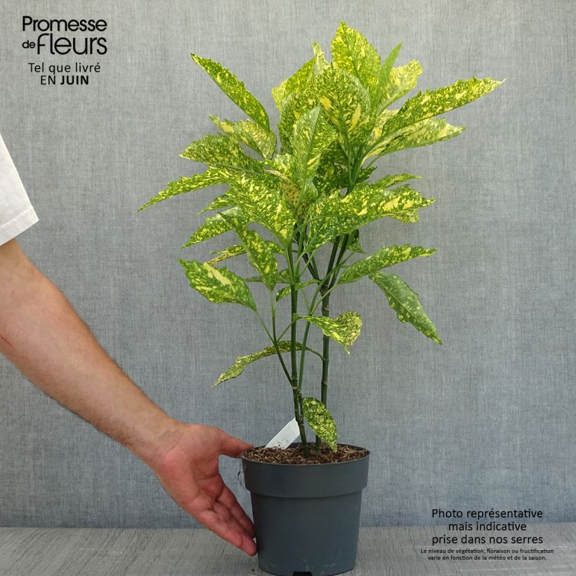 Exemplar von Aucuba japonica Golden King - Japanische Goldorange Topf mit 2L/3L wie im Sommer geliefert