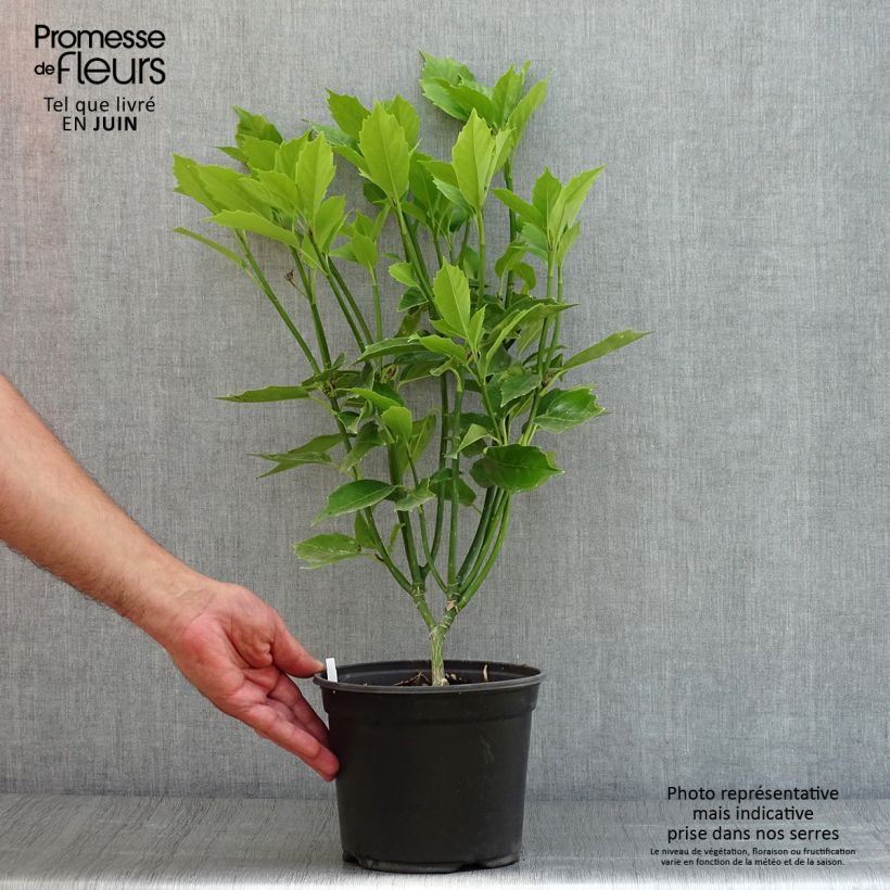 Exemplar von Aucuba japonica - Japanische Goldorange Topf mit 3L/4L wie im Sommer geliefert