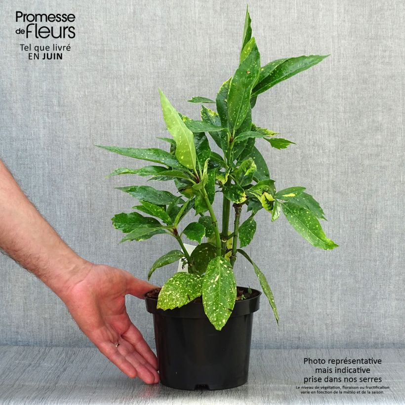 Exemplar von Aucuba japonica Variegata - Japanische Goldorange Topf mit 2L/3L wie im Sommer geliefert