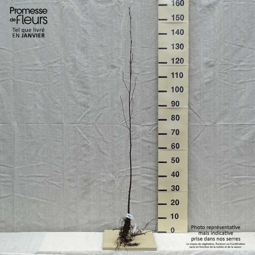 Exemplar von Alnus incana - Grau-Erle WurzelnacktGelieferte Höhe ca. 150/+cm wie im Winter geliefert