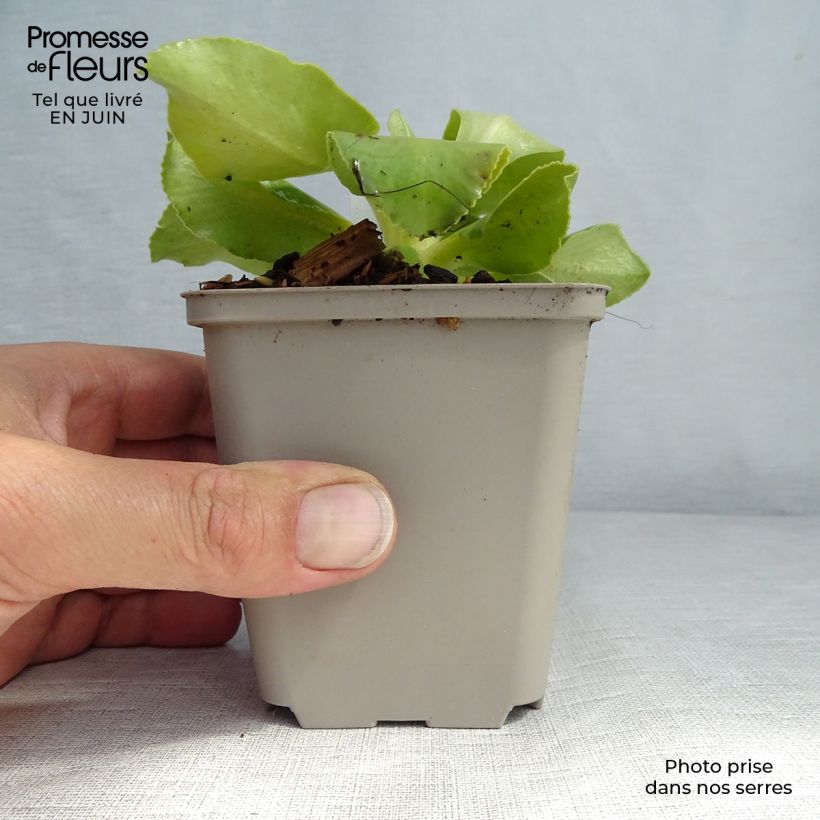 Exemplar von Primula pubescens - Primel Kleine Töpfe von 8/9 cm wie im Sommer geliefert