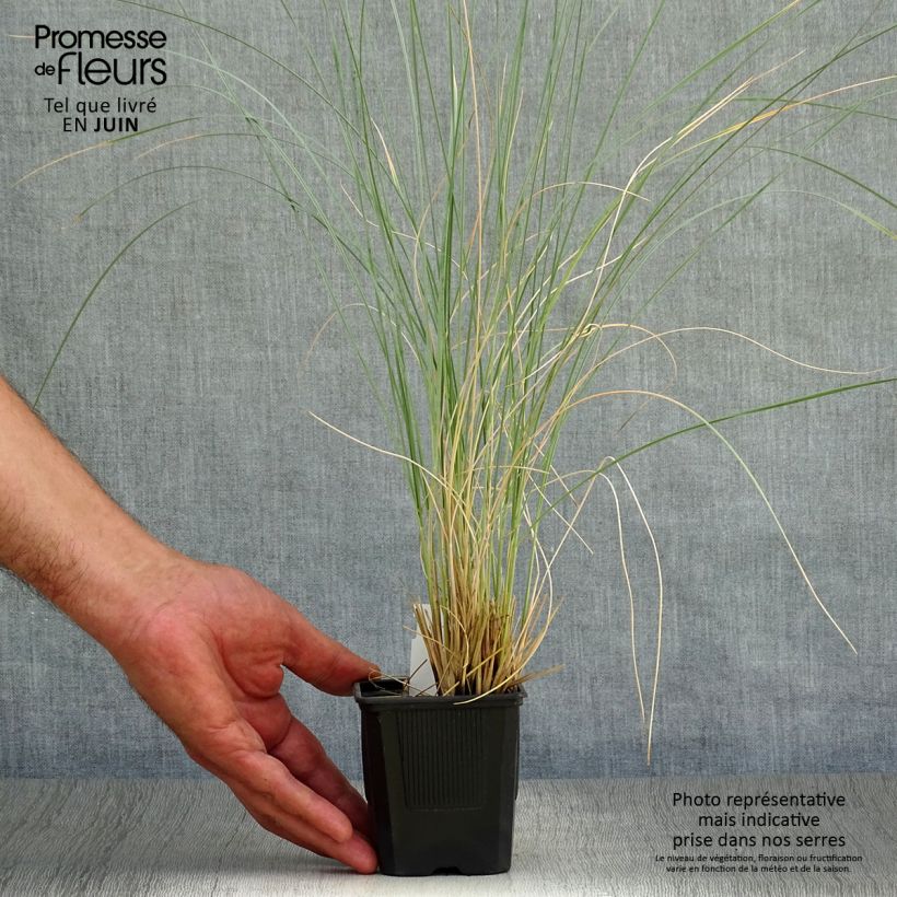 Exemplar von Wiesenhafer Pendula - Helictotrichon sempervirens Kleine Töpfe von 8/9 cm wie im Sommer geliefert