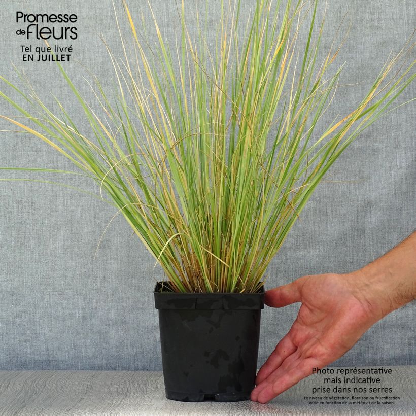 Exemplar von Wiesenhafer - Helictotrichon sempervirens Topf mit 2L/3L wie im Sommer geliefert