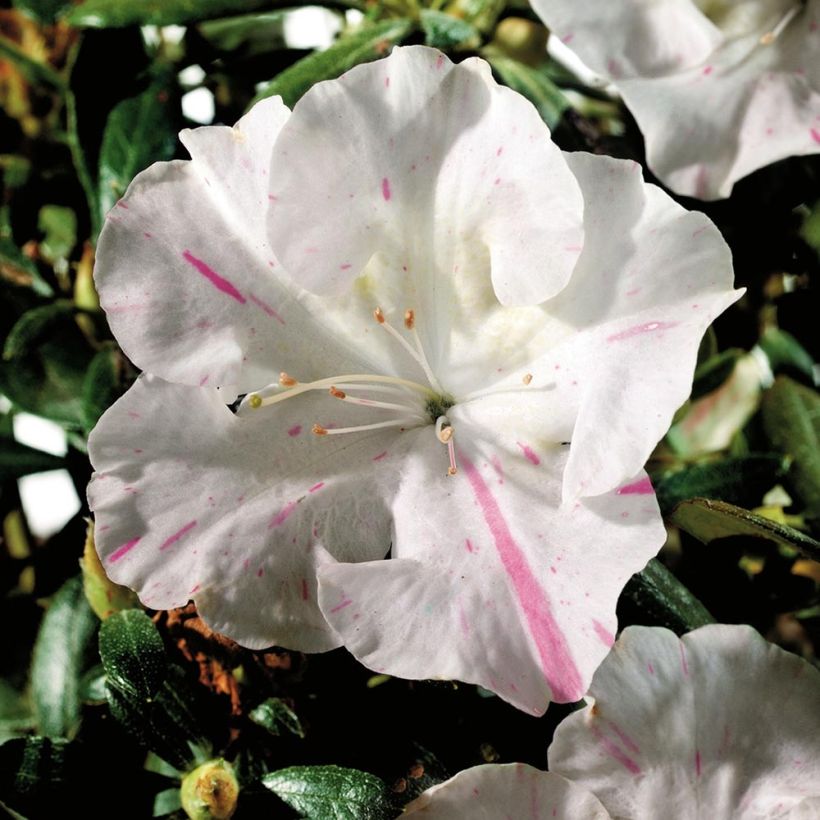 Japanische Azalee ENCORE Starlite - Azalea (Blüte)