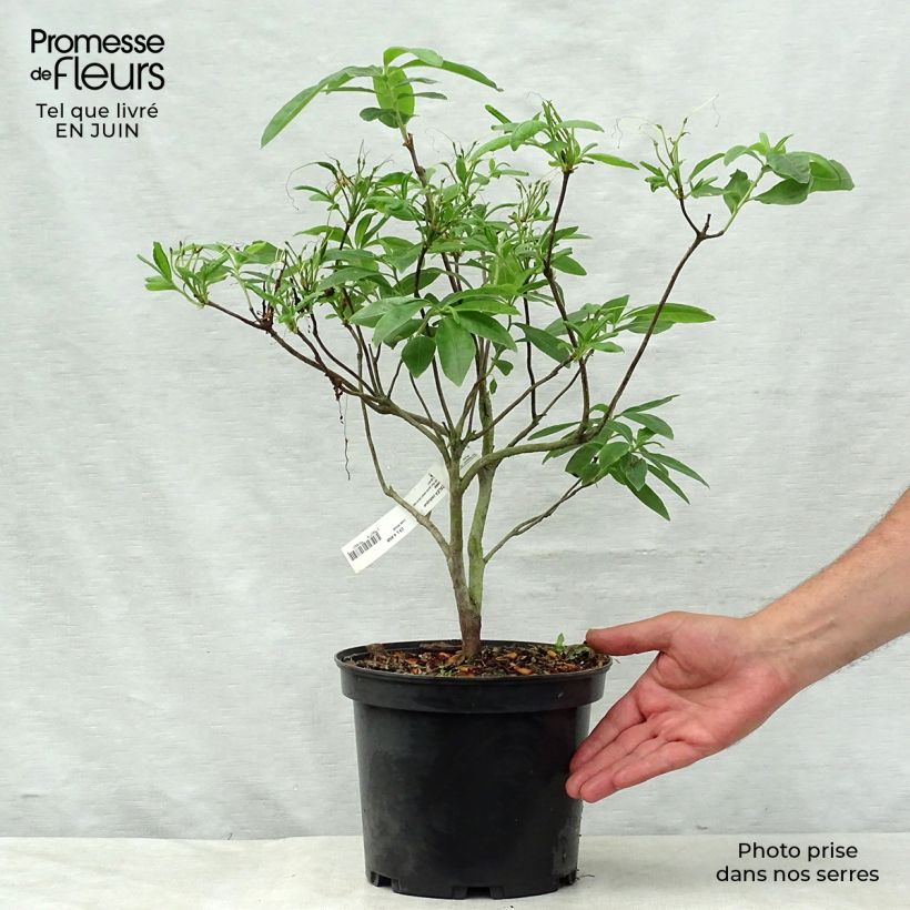 Exemplar von Sommergrüne Azalee Anneke - Azalea Topf mit 4L/5L wie im Sommer geliefert