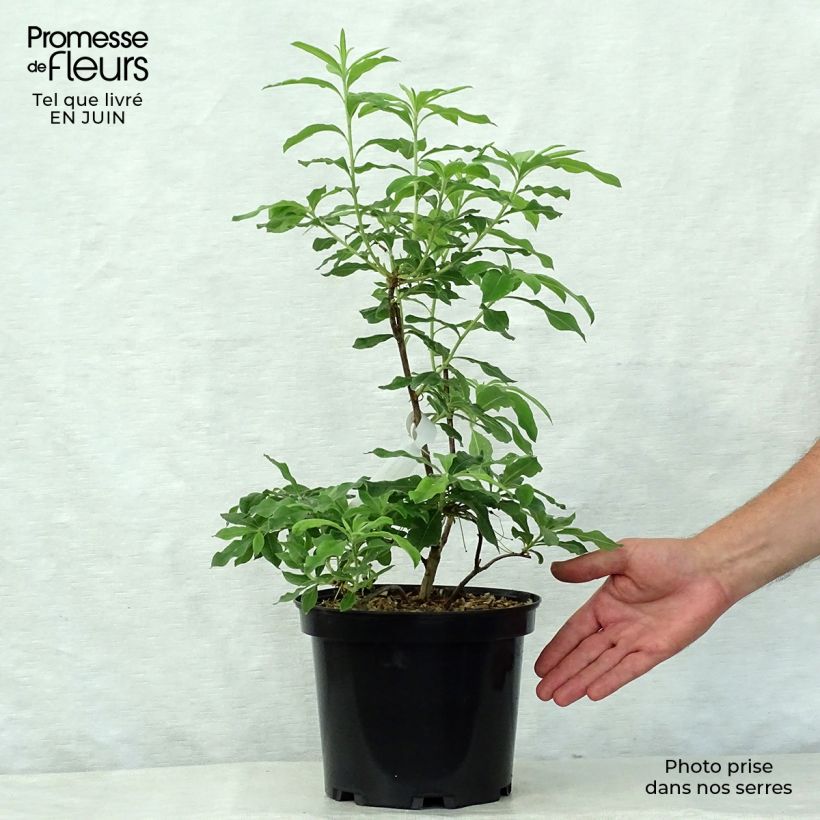 Exemplar von Sommergrüne Azalee Daviesii - Azalea mollis Topf mit 4L/5L wie im Sommer geliefert